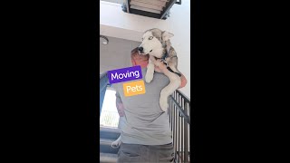 Moving Pets