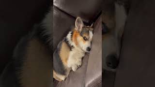 Corgi Realizes He’s Being Filmed \u0026 Attacks Human with Cuddles