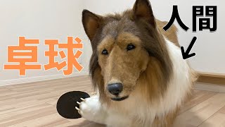 【realistic dog costume】Rough collie played table tennis!