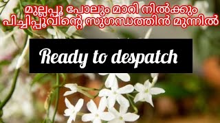 പിച്ചി പൂവിൻ സുഗന്ധം അറിഞ്ഞു തന്നെ മനസ്സിലാക്കണം പിച്ചി ചെടികൾ ലഭ്യമാണ് 8606386934