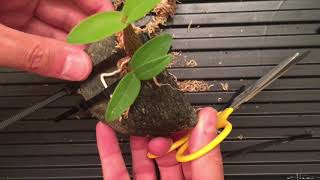 Planting A Dendrobium Kingianum Orchid On A Rock