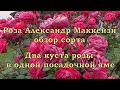 Канадка Александр Маккензи в Поволжье. Обзор сорта. Почему я сажаю две розы в одну лунку.