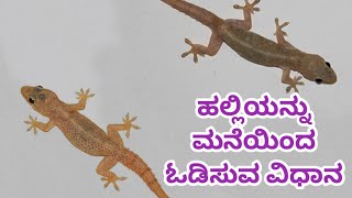 ಹಲ್ಲಿ ಓಡಿಸುವ ವಿಧಾನ | ಹಲ್ಲಿಯನ್ನು ಮನೆಯಿಂದ ಸುಲಭವಾಗಿ ಓಡಿಸುವ ಉಪಾಯ |Halli odisuva upaya