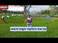 ধানের আয়সা aesa বা কৃষি পরিবেশ বিশ্লেষণের প্রাথমিক ধাপ সমূহ