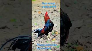 Desi murgi palan #birds #aseelmurga #aseel https//www.youtube.com/@desimurgipalan.6495