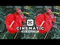 Tutorial Edit Video Cinematic Hight Quality Di Capcut | Edit Video Burik Jadi Jernih