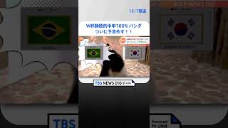 ついに外した！Ｗ杯の勝敗的中率100%のパンダ“予言”と試合結果は？ | TBS NEWS DIG #shorts