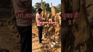 Sarswati murti making / sarswati mata ka aagman  #shorts #sarswatipuja