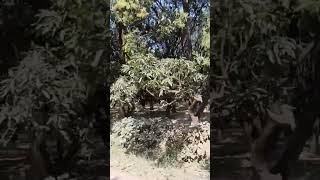 Mango forest in Malihabad lucknow#mango #forest #forestvideo