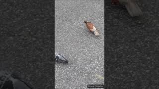 【鳩とスズメ？】一瞬でもそうかなと思った人いますか？#くだらない動画シリーズ　[Pigeon and sparrow? ]Two pigeons actually #shorts #ボンドウ