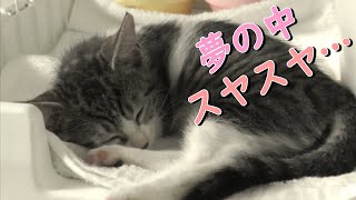 子猫のスヤスヤお昼寝タイム