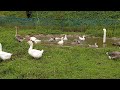 아프리카거위ㅡafrica gooseㅡafrican geese