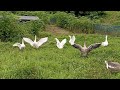 아프리카거위ㅡafrica gooseㅡafrican geese