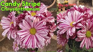 गुलदाउदी का सबसे बढ़िया वैरायटी, Candy Stripe Bicolour Chrysanthemum, चंद्रमलिका / सेवंती