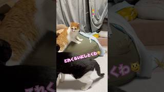 【保護ねこ】不意打ち？うち猫の日常#shorts #catshorts #猫#ねこ#고양이#cat#保護猫#ハチワレ#白黒#シニア#茶白#茶トラ#姫#坊主團 #かわいい#猫動画