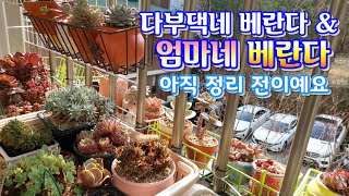 다부댁네  베란다 \u0026 엄마네 베란다, 쌍둥이들 행복한 웃음소리 多肉植物, Korean succulents, たにくしょくぶつ