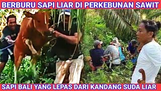 MENANGKAP SAPI PERUSAK TANAMAN JAGUNG WARGA 2 EKOR SEKALI GUS