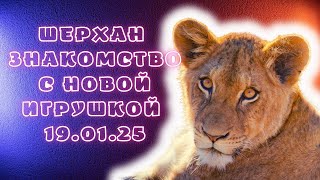 Знакомство с новой игрушкой.  19.01.25 часть 1