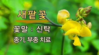 새팥꽃 야생화의신비 136편 # 꽃말: 신탁 # 산녹두 # 삼열엽채두 # 종기, 이뇨, 단독, 부종, 염증관련 질병 치료 # 돌팥