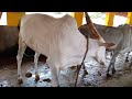 ಶುದ್ದ ಹಳ್ಳಿಕಾರ್ ತಳಿ ಮಹಾನಂದಿ ಗೋಲೋಕೆ pure hallikar breed