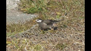 [4K]野鳥：ムクドリ／Ｋ川の岸辺