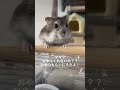 おやつ要求ハムスター🐹 shorts 可愛い tiktok 癒し もふもふ ハムスター ハムスターのいる生活 おやつ おやつタイム hamster 癒し 可愛い 親バカ