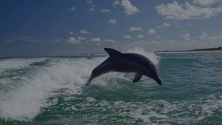 Dolphin spotted at beypore beach