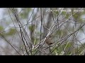 野鳥動画図鑑010【ノゴマ】さえずりが綺麗なレアな野鳥