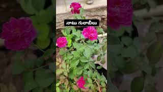 కొమ్మతో వేసిన మొక్క ✨నాటు గులాబి #rose #terracegarden #teluguvlogs #vlog #india#roseplant #yt