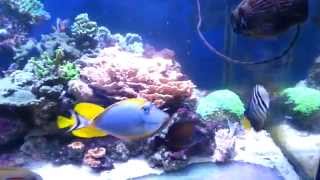 900L reef aquarium on sale