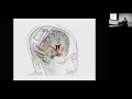 Neurotechnology for Glioma Modulation | Edward Chang, MD