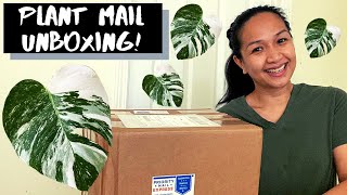 Plant Mail Unboxing | Variegated Monstera Borsigiana Albo