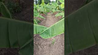 வாழை சாகுபடி - களை மேலாண்மை | Herbicide free  Banana Cultivation #banana #cultivation #herbicide