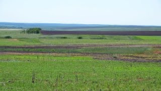 Проблемное поле. Технология No-Till. КФХ "Потапов".