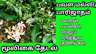 பவளமல்லி/பாரிஜாதம் மலரின் பயன்கள் மற்றும் மருத்துவ குணங்கள் | Pavalamalli |Nyctanthes arbor tristis