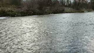 #river#lake#water#nature#forest#relaxation#relaxation#fish#fishing#flod#sø#vand#natur#skov