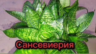 Сансевиерия гүлінің күтімі. Сансевиерия уход.