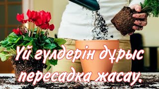 Гүлді пересадка жасағанда нен мән беру керек.Қандай гүлді қалай пересадка жасаған дұрыс.Гүлдерәлемі