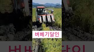 벼베기 달인? 코너 베는 방법  벼수확 하는법 #shots