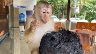 Amazing Adorable Zueii Monkey Talking With Grandpa When She Groom Him