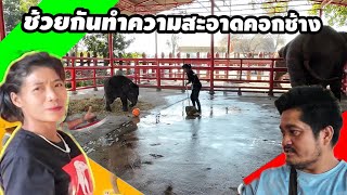 ทีมควาญช้างช้วยกันทำความสะอาดคอก