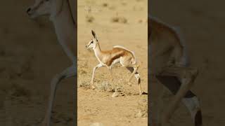 Baby springbok pronking. #babyanimals #springboks #cute #kgalagadi #kalahari #wildlifephotography