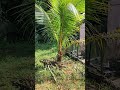 തെങ്ങ് ❤🥰😍 coconut tree malayalam shorts mygarden lifeofsandeepchandran