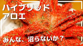 【多肉植物】アロエ交配種にどハマりしました。ハイブリッドの魅力と育て方について