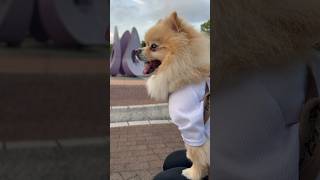 散歩休憩中の愛犬。 #shorts #おすすめ #ポメラニアン #癒し動画 #犬動画 #pomeranian #dog