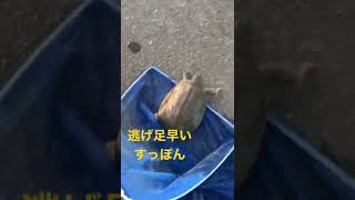 すっぽん　野生のスッポン