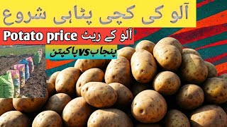 Potato Price CRISIS: Pakpattan vs Punjab (Price Comparison Rates Informer