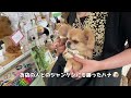 パリピなドッグランに行った結果…【うわうわ犬】