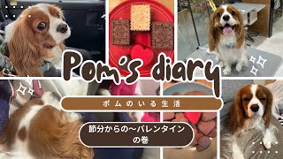 【キャバリア】節分からの〜バレンタイン　の巻