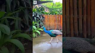 Peacock Walking Around